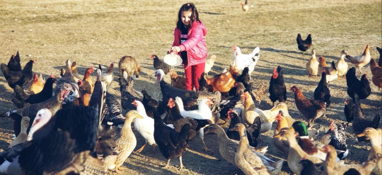 Life On The Farm 호텔 Nepravishte 외부 사진